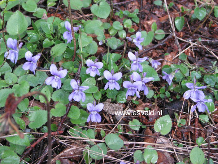 Viola odorata