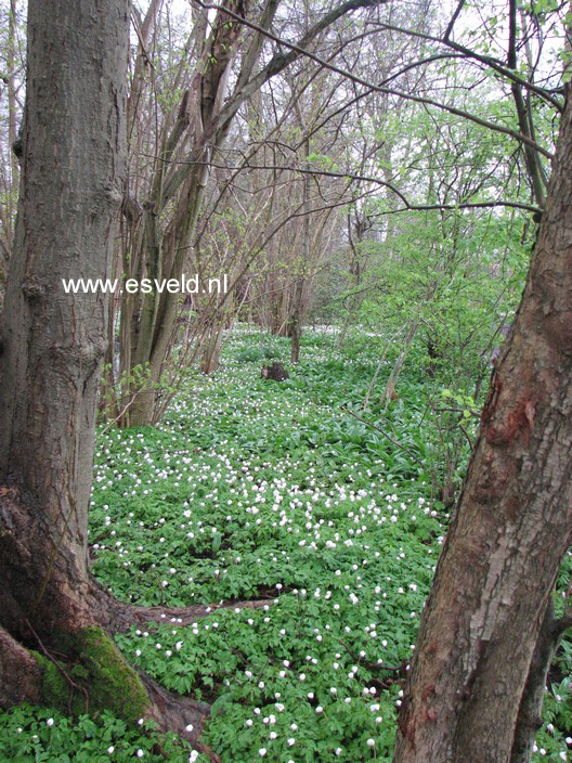 Anemone nemorosa