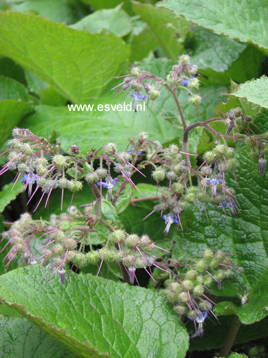 Trachystemon orientalis