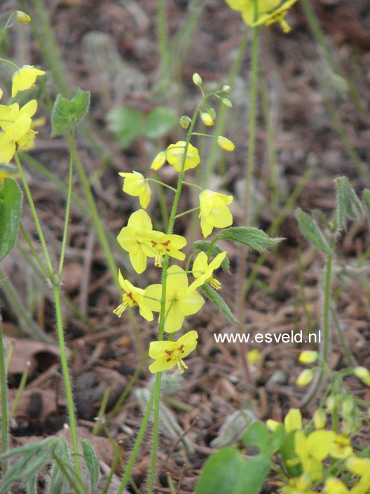 Epimedium pinnatum ssp. colchicum