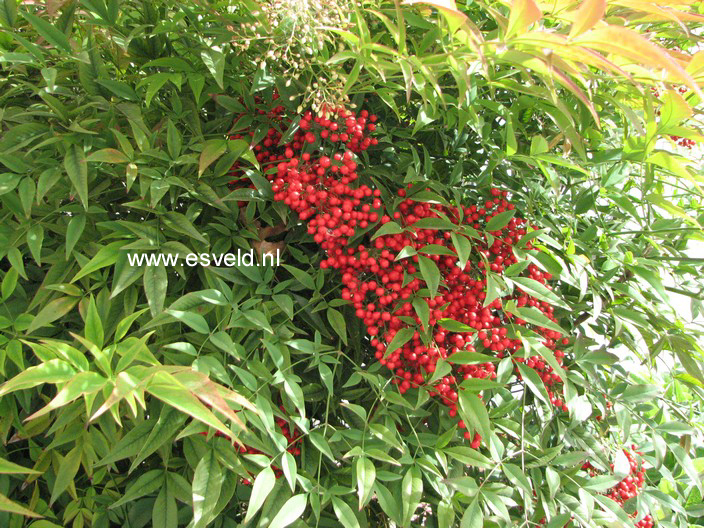 Nandina domestica