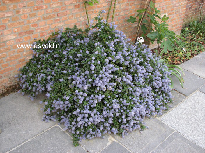 Ceanothus thyrsiflorus repens