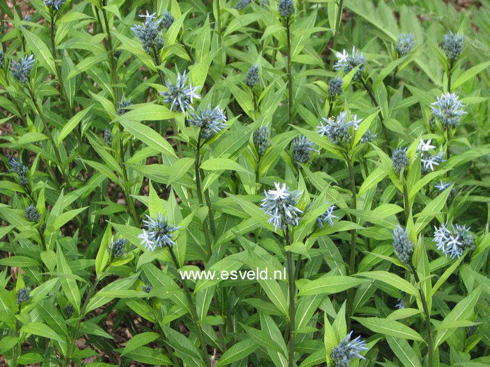 Amsonia tabernaemontana