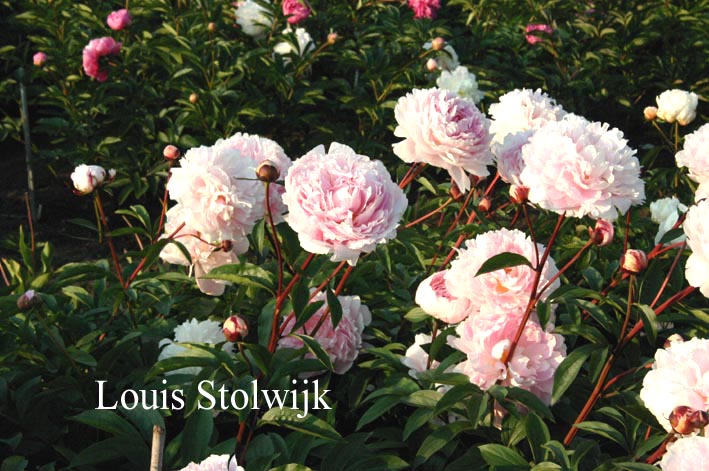 Paeonia 'Koningin Wilhelmina'