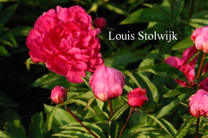 Paeonia 'Louis van Houtte'