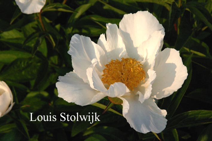 Paeonia 'Krinkled White'