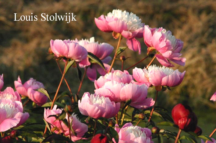 Paeonia 'Bowl of Beauty'