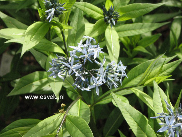 Amsonia tabernaemontana