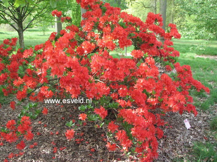 Azalea 'Koster's Brilliant Red'