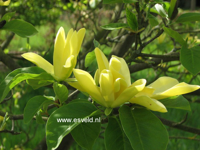 Magnolia 'Daphne'