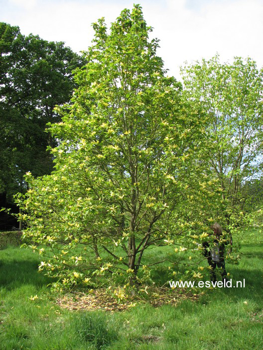 Magnolia 'Daphne'