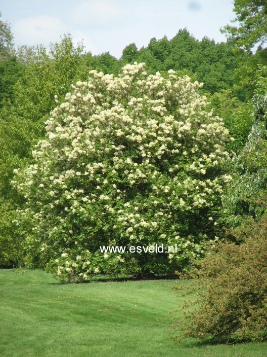 Fraxinus ornus