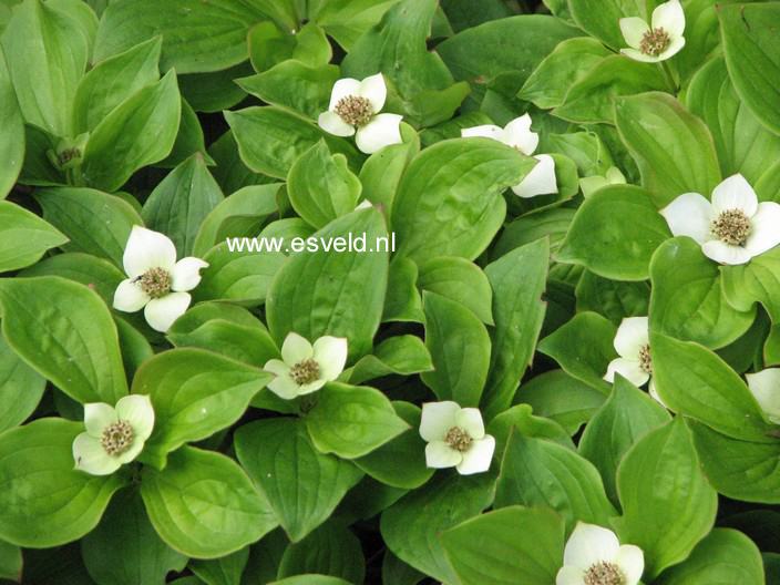 Cornus canadensis