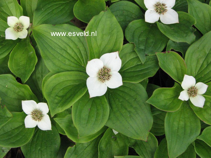 Cornus canadensis