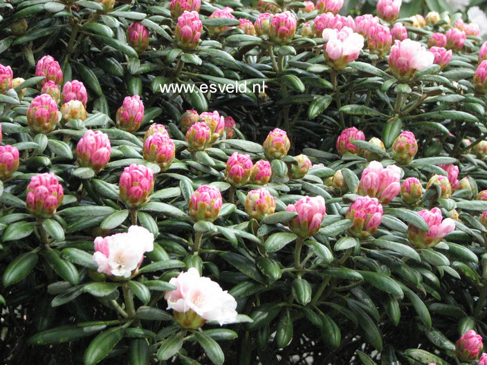 Rhododendron yakushimanum