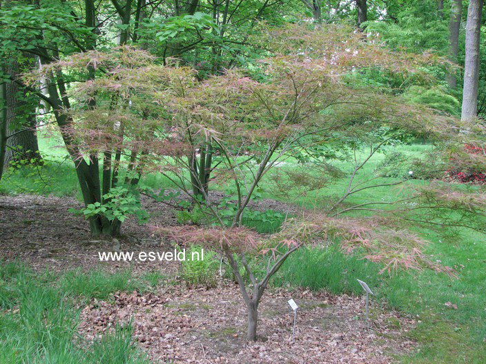 Acer palmatum 'Villa Taranto'