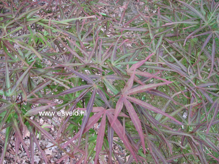 Acer palmatum 'Villa Taranto'