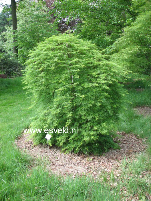 Acer palmatum 'Emerald Lace'