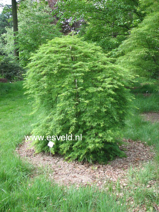 Acer palmatum 'Emerald Lace'