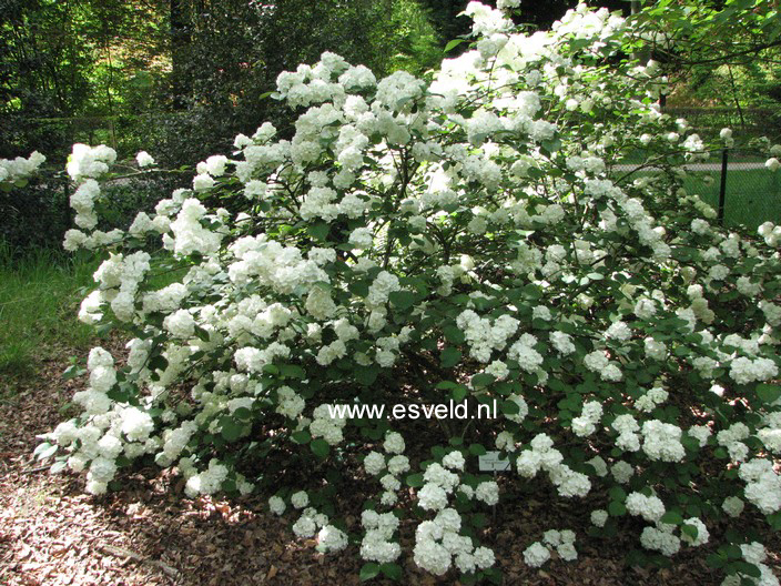 Viburnum plicatum 'Grandiflorum'