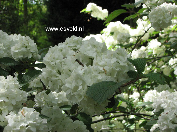 Viburnum plicatum 'Grandiflorum'