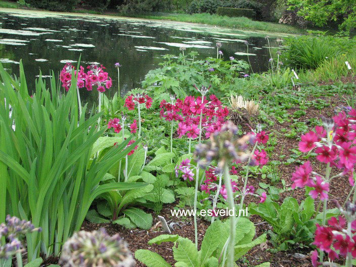 Primula japonica 'Miller's Crimson'