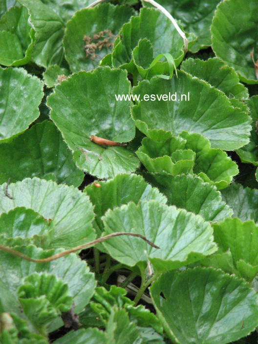 Gunnera magellanica