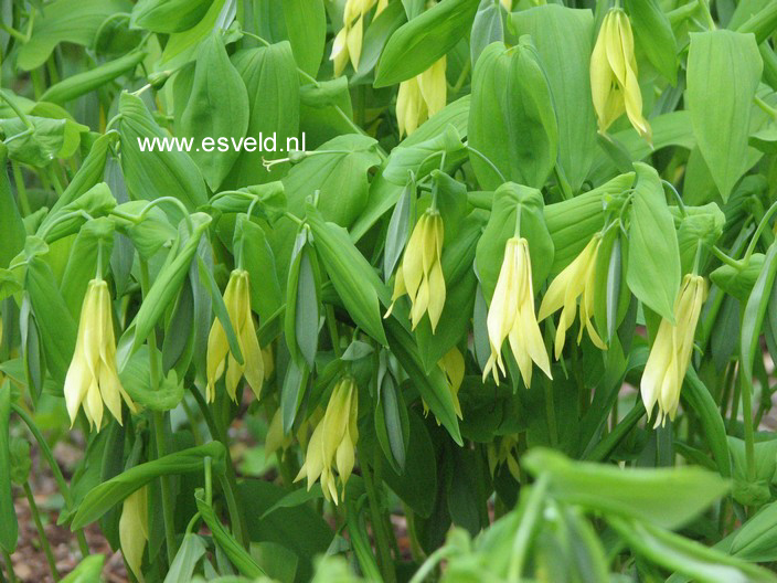 Uvularia grandiflora