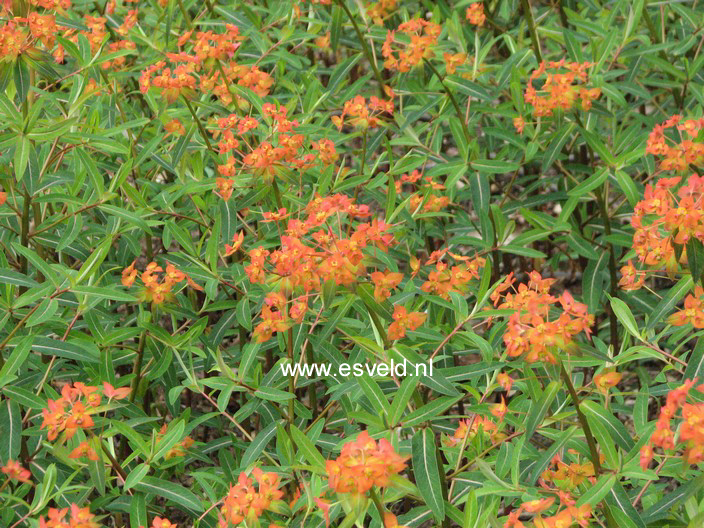 Euphorbia griffithii 'Fireglow'