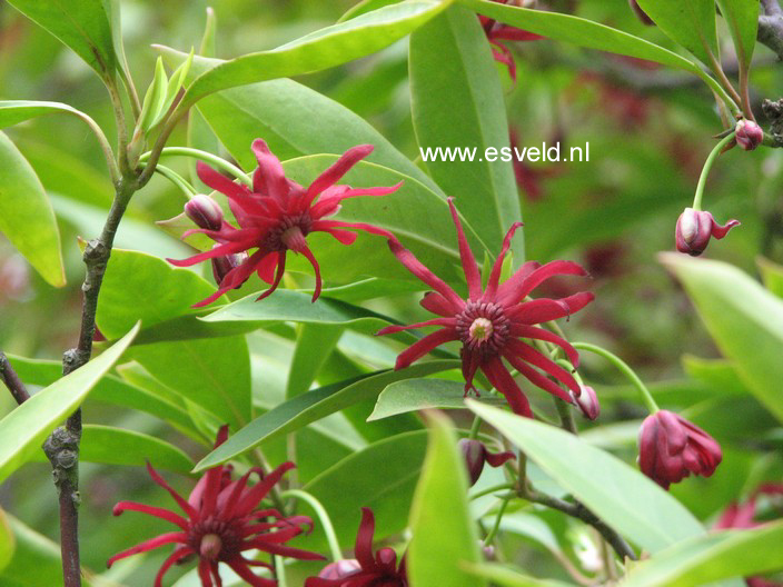 Illicium floridanum