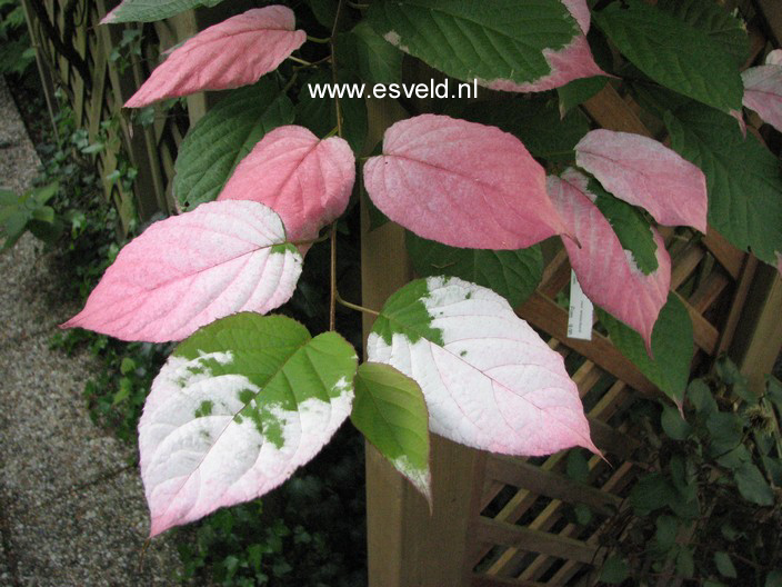 Actinidia kolomikta