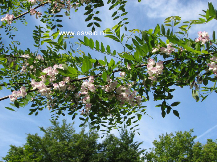 Robinia slavinii 'Hillieri'