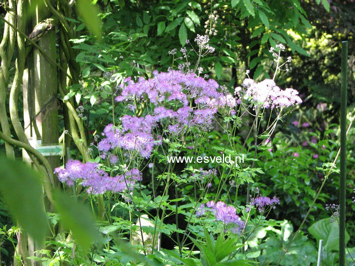 Thalictrum aquilegifolium