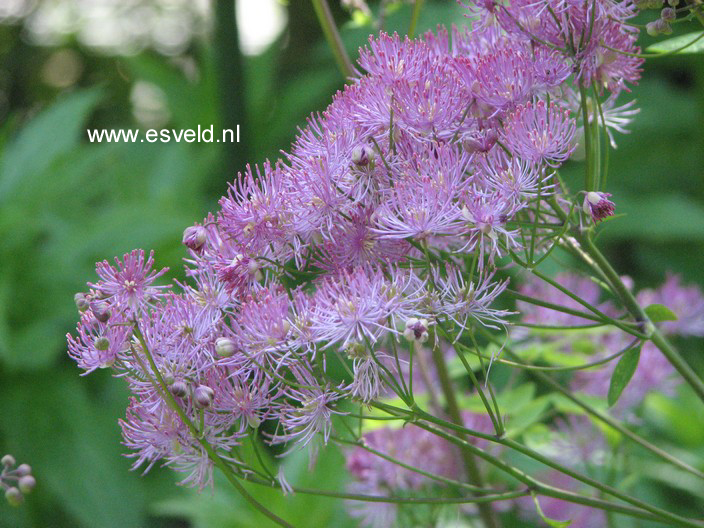 Thalictrum aquilegifolium