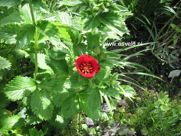 Potentilla atrosanguinea