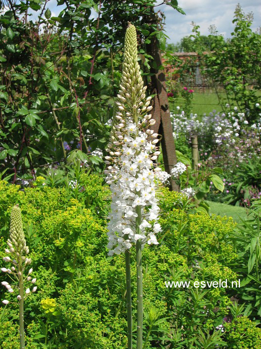 Eremurus himalaicus