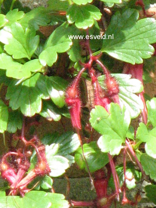 Ribes speciosum