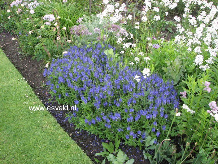 Veronica austriaca 'Knallblau'