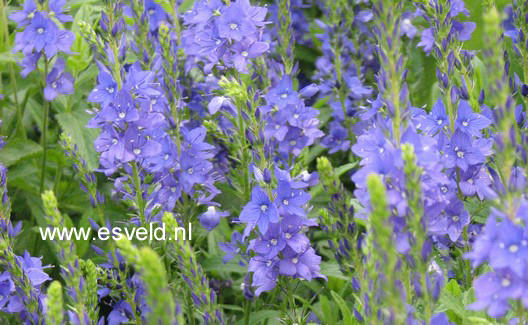 Veronica austriaca 'Knallblau'