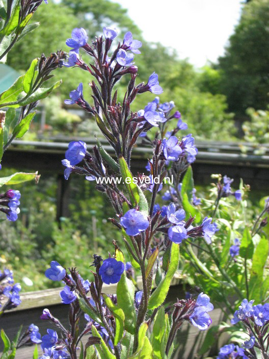 Anchusa azurea 'Loddon Royalist'