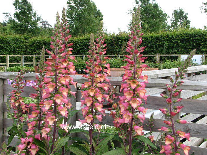 Digiplexis 'Illumination Pink'