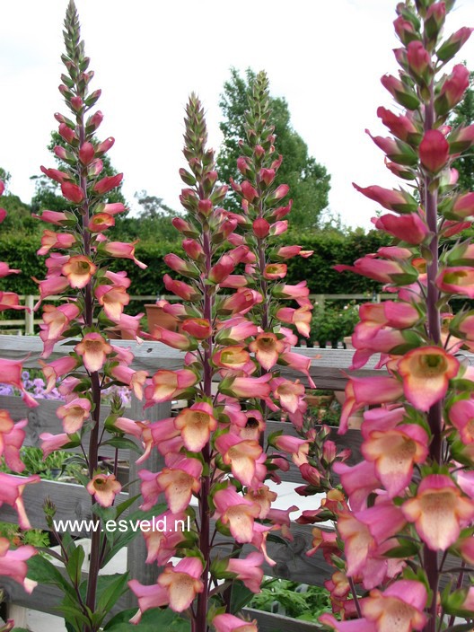 Digiplexis 'Illumination Pink'