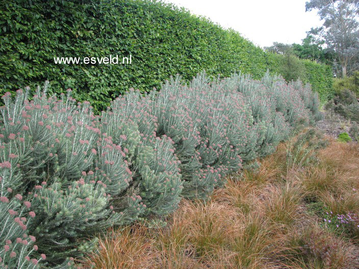 Ozothamnus rosmarinifolius 'Silver Jubilee'