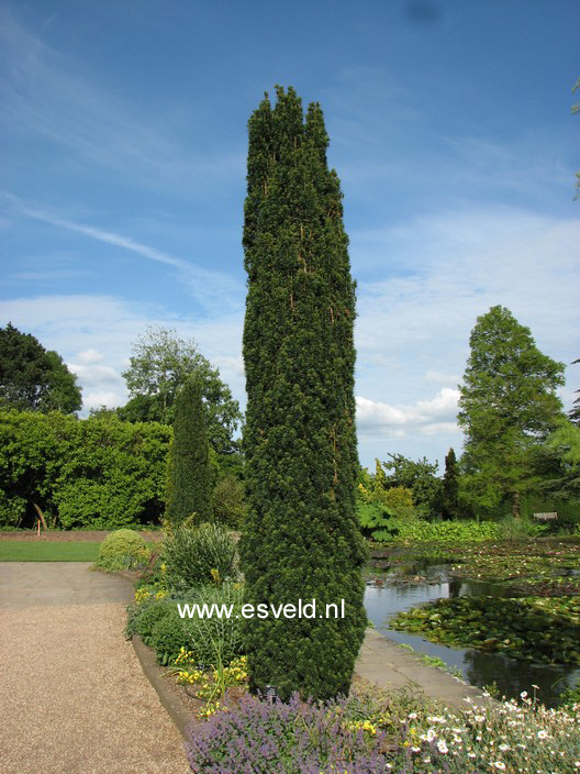 Taxus baccata 'Fastigiata'