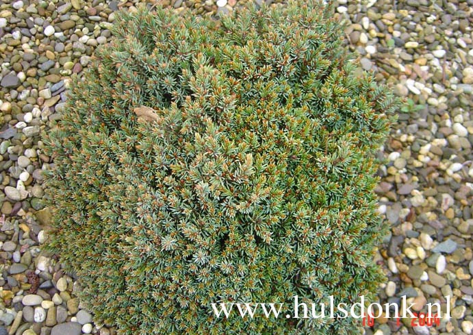 Picea glauca 'Blue Planet'