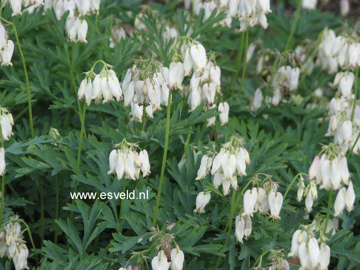 Dicentra formosa 'Aurora'