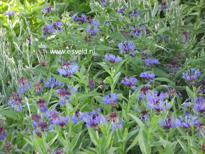 Centaurea montana 'Grandiflora'