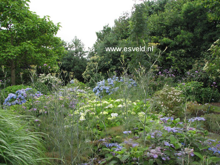 Foeniculum vulgare 'Purpureum'