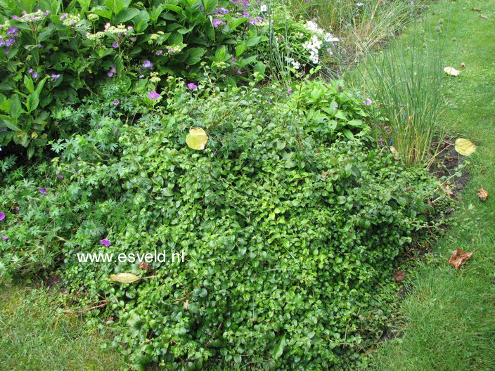 Hydrangea anomala 'Brookside Littleleaf'