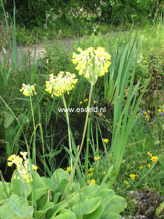 Primula florindae